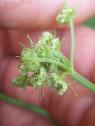 Oenanthe pimpinelloides / Finocchio acquatico comune